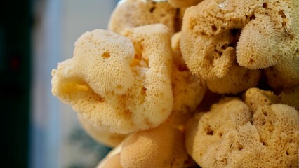 Natural Sea Sponge Close-Up Texture Background
