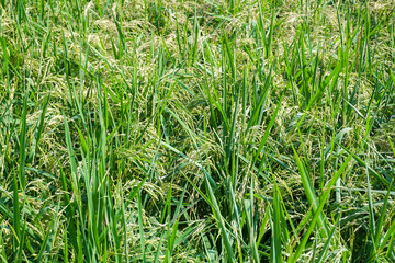 Rice field. View of young rice fields, bright green, blurred nature background.					