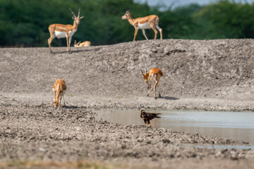 wild western marsh harrier or Circus aeruginosus bird ground perched near water body or pond and blackbuck herd or group in background in winter season safari at tal chhapar sanctuary rajasthan india
