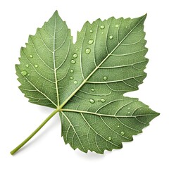 Obraz premium Water Locust Leaf Glossy Green Compound Tropical Foliage with Smooth Fine Texture Reflecting Exotic Botanical Elegance and Fresh Natural Beauty on Pure White Background Minimal Still Life