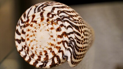 Beech Cone Shells (Conus betulinus) – Natural Sea Shell Close-Up  