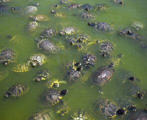 A community of wild turtles.