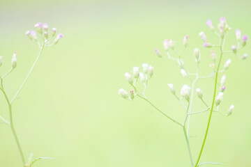 Beautiful nature view of green leaf on blurred greenery. Natural green leaves background, fresh wallpaper concept, among green leaves and other blossom blur background for text.	