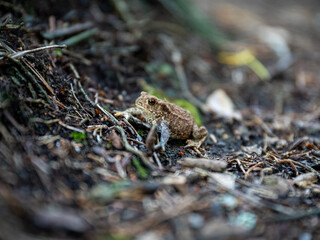 Small Toad Frog Crouched on Forest Floor