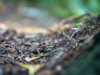 Small Frog Resting on a Forest Floor