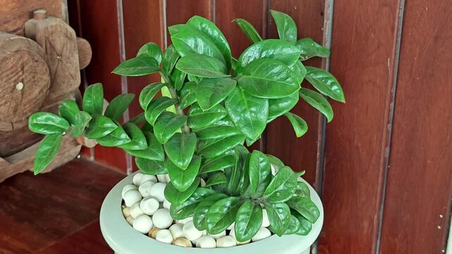 Pot with Zamioculcas or Zanzibar Gem.