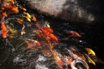 Colorful koi fish in pond