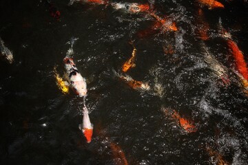 Colorful koi fish in pond