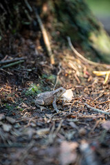 Small Frog Eating Insect Food Near Tree Bark