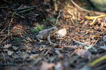 Small Toad Emerging From Underneath Forest Floor Debris
