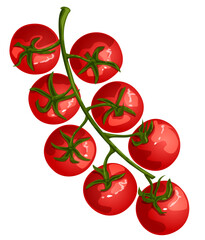 Fresh Cherry Tomatoes on The Vine Illustration