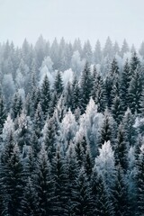 Winter forest landscape with snow-covered evergreen trees and a hazy atmosphere in a remote mountainous region