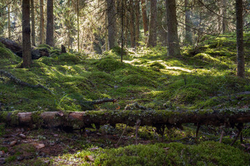 Sunlight filtering through a mossy forest canopy