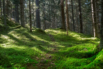 Sunlit Forest Floor Carpeted in Lush Green Moss