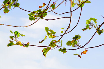 Green leaf with blue sky background
