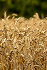 Golden Wheat Field Under The Summer Sky