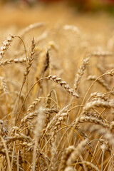 Golden Wheat Field Ready for Harvest Season
