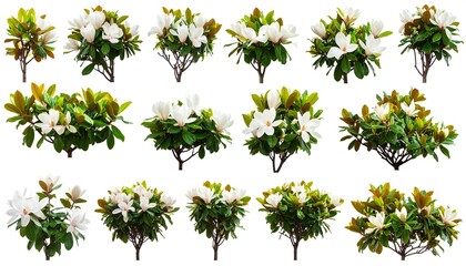 Magnolia tree bushes collection isolated on white