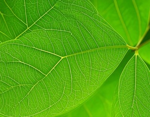 Close-up of vibrant green leaves