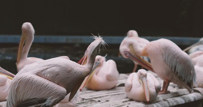Dalmatian pelicans, also known as the curly-headed pelicans, in an Eastern European zoo.