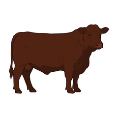 vector illustration of a cow