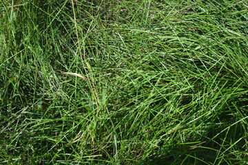 Bright, beautiful, unusual nature. Thin, long, juicy grass growing in large bunches in the rays of the morning sun.