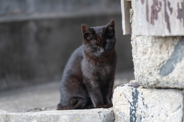 座って見つめる可愛い子猫