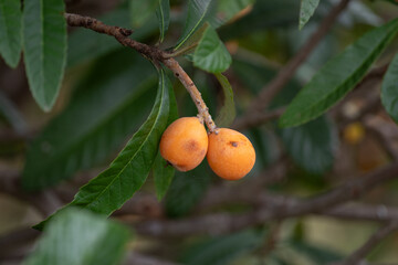  美味しく実った枇杷の実