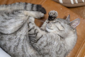 窓辺で眠る可愛い猫　サバトラ猫	