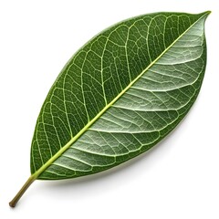 Obraz premium Riberry Leaf Smooth Glossy Green Foliage Highlighting Tropical Elegance and Botanical Freshness with Sleek Vibrant Texture on Clean White Background Minimal Modern Still Life