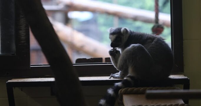 Lemur inside a caged enclosure in an Eastern European zoo.
