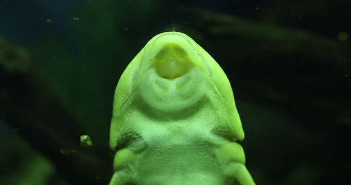Hypostomus plecostomus, also known as the suckermouth catfish