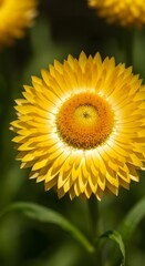 Fototapeta premium A yellow Strawflower with many layered petals and a vibrant orange center.