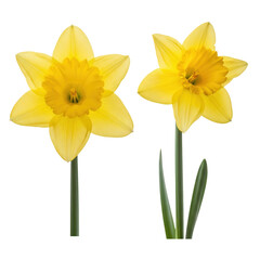 Two yellow daffodil flowers isolated on transparent background in full bloom © Fahima