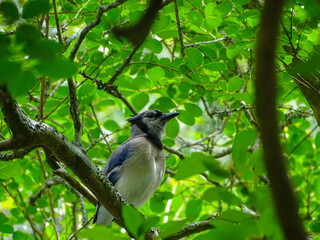 Geai bleu posé sur une branche dans un parc de la Nouvelle-Orléans