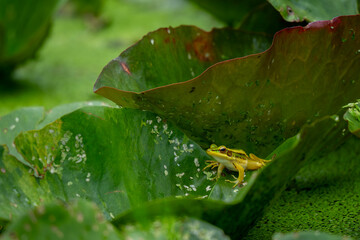 frog in the pond