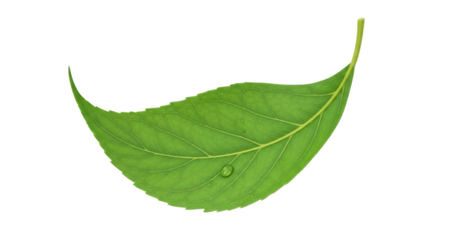 A single green leaf with a water droplet on its surface, isolated on a white background.