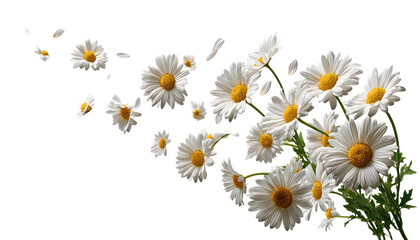 White daisies with petals swirling in a dark background