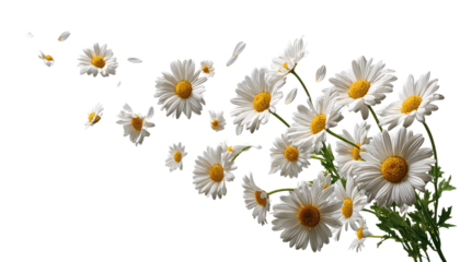 White daisies with petals swirling in a dark background