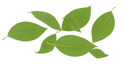 A group of green leaves scattered on a white background.