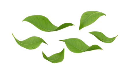 Close-up view of several vibrant green leaves scattered in a dynamic arrangement against a plain white background.