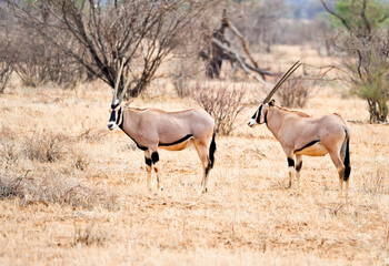Two gemsbok in the dry grass in Etosha Namibia