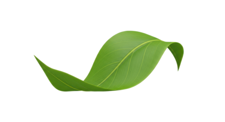 A single vibrant green leaf gracefully curved into a dynamic S-shape, isolated on a clean white background, symbolizing nature and purity.