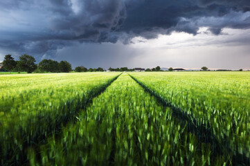 Storm with dark clouds over green wheat field landscape