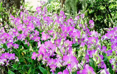 Purple orchid flowers on a green background in the garden