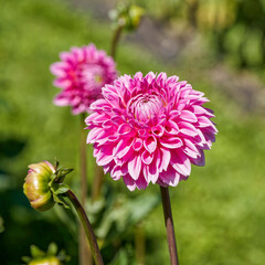 Lilac pink ball Dahlia double blooms with blunt ray florets, rounded at the tips and margins spirally arranged 
