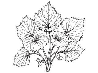 Sorrel Leaf Fresh Green Herb Nature