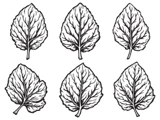 Spinach Leaf Vibrant Leafy Vegetable Energy