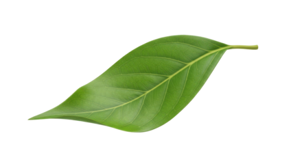 Close-up shot of a vibrant green leaf, showcasing its intricate veins and natural texture against a white background.