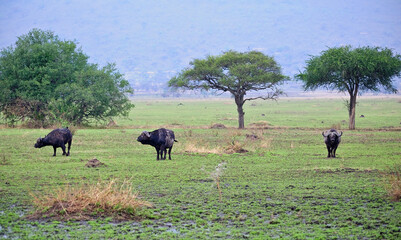  African Buffalo in the Kruger National Park , Wildlife scene from Africa nature,&nbsp; Big animal in the habitat.